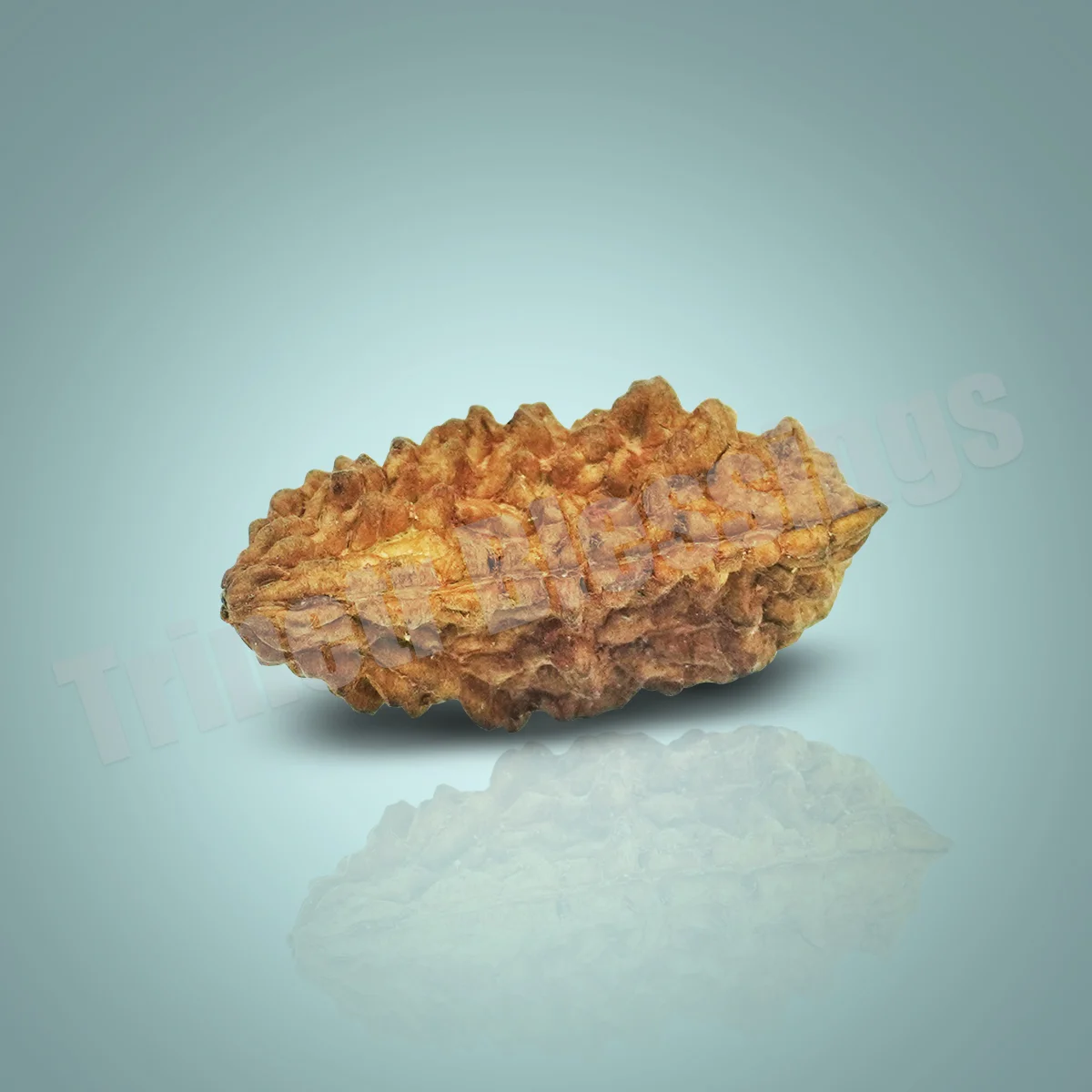 One Mukhi Rudraksha - Image 2