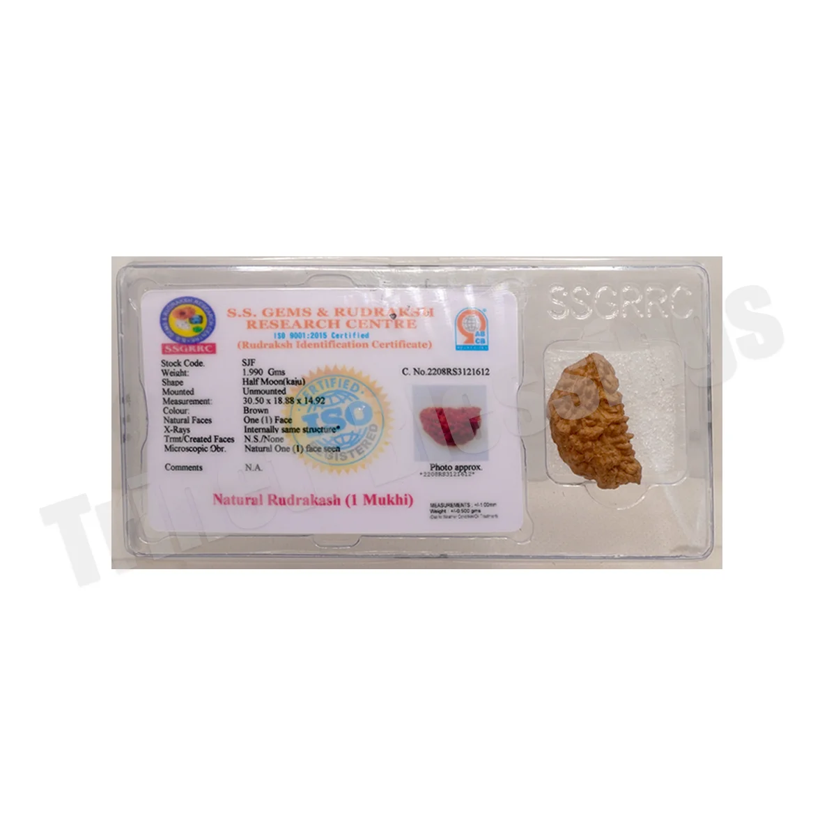 One Mukhi Rudraksha - Image 3