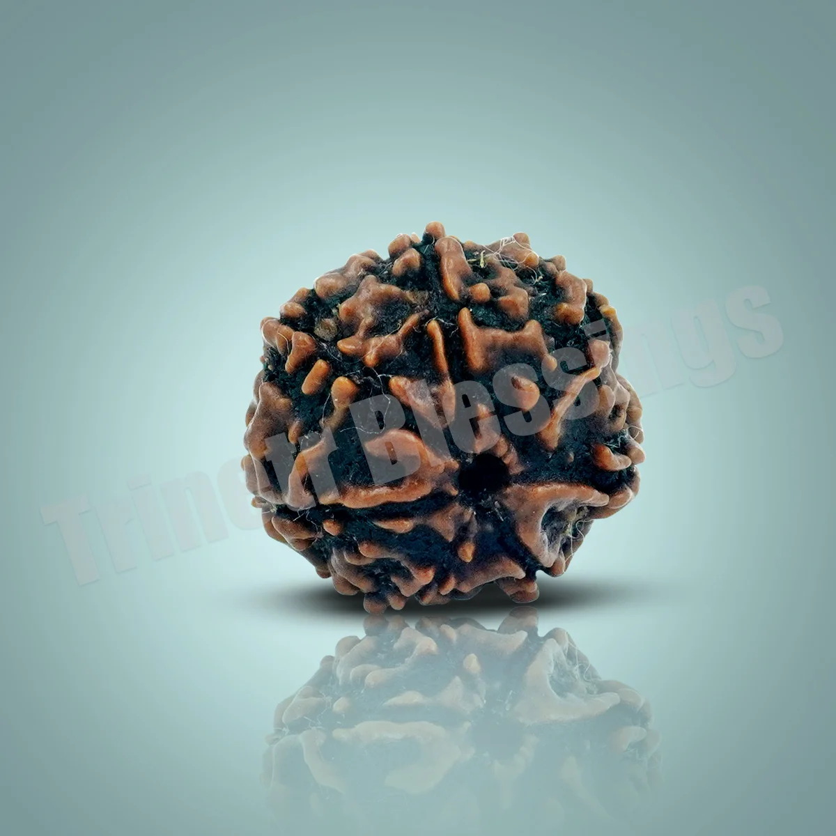 Seven Mukhi Rudraksha - Image 2