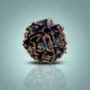Seven Mukhi Rudraksha