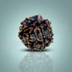 Seven Mukhi Rudraksha