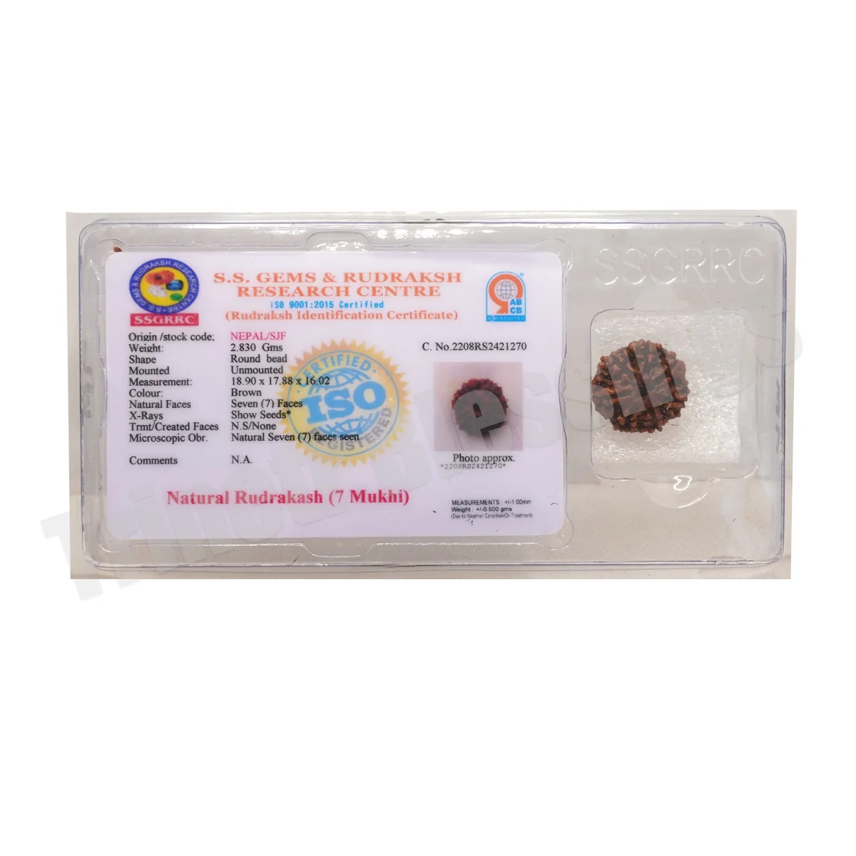 Seven Mukhi Rudraksha - Image 3