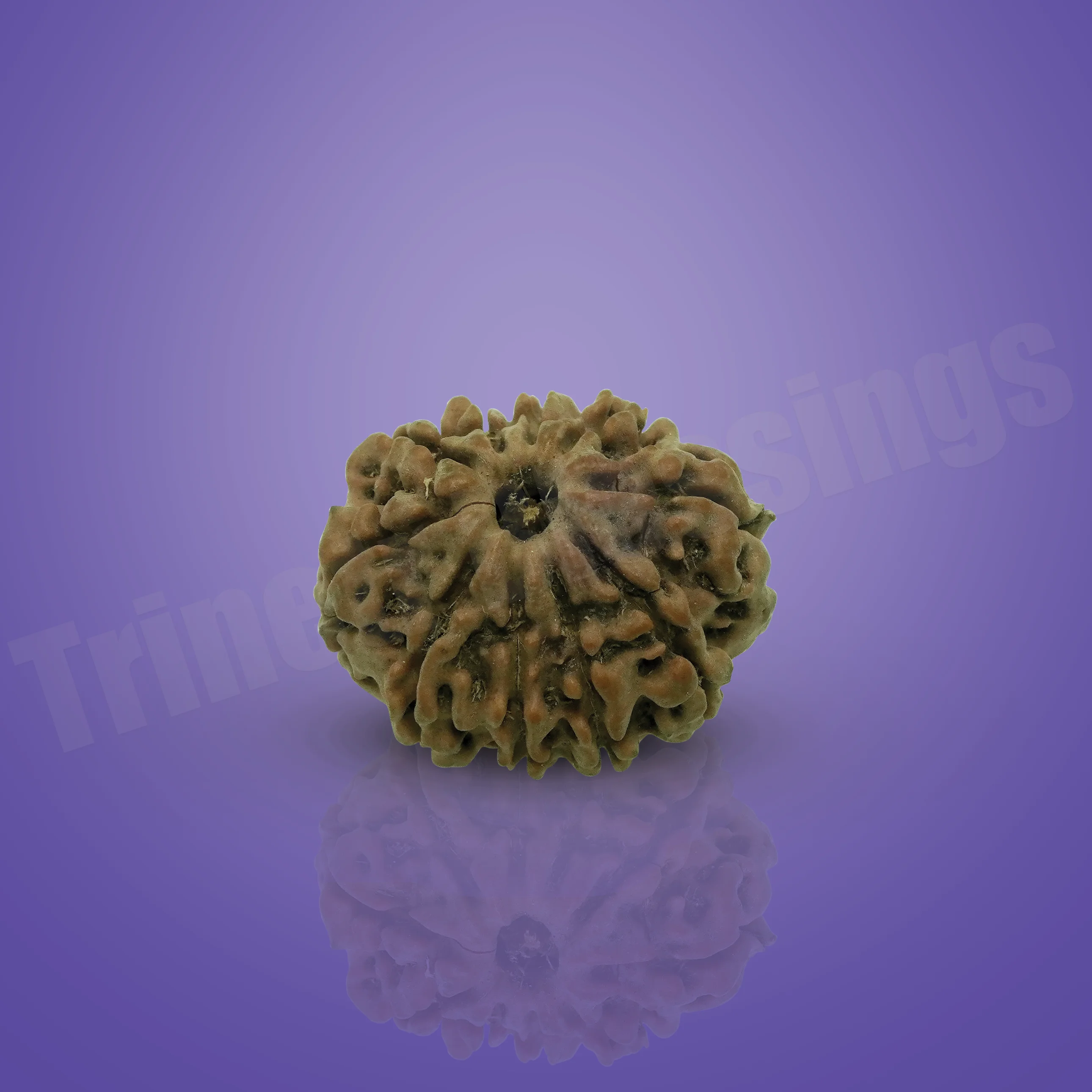Ten Mukhi Rudraksha - Image 2