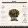 Ten Mukhi Rudraksha