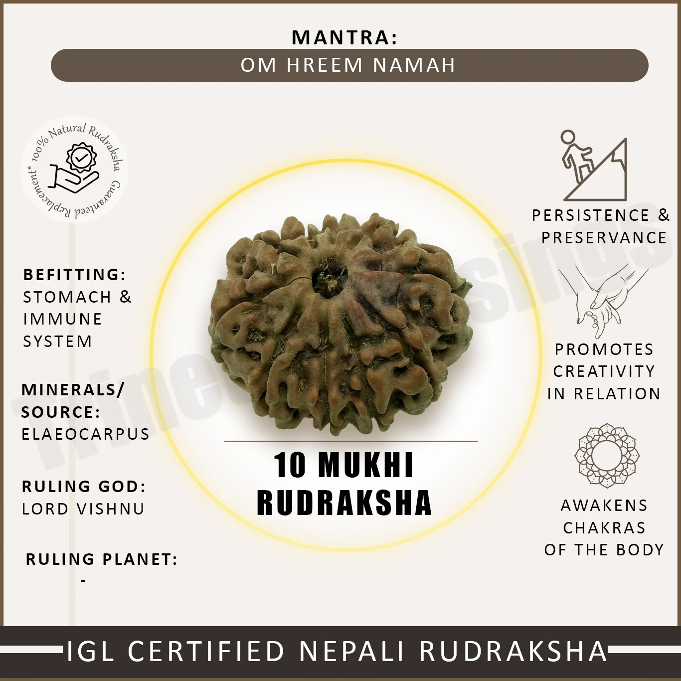 Ten Mukhi Rudraksha