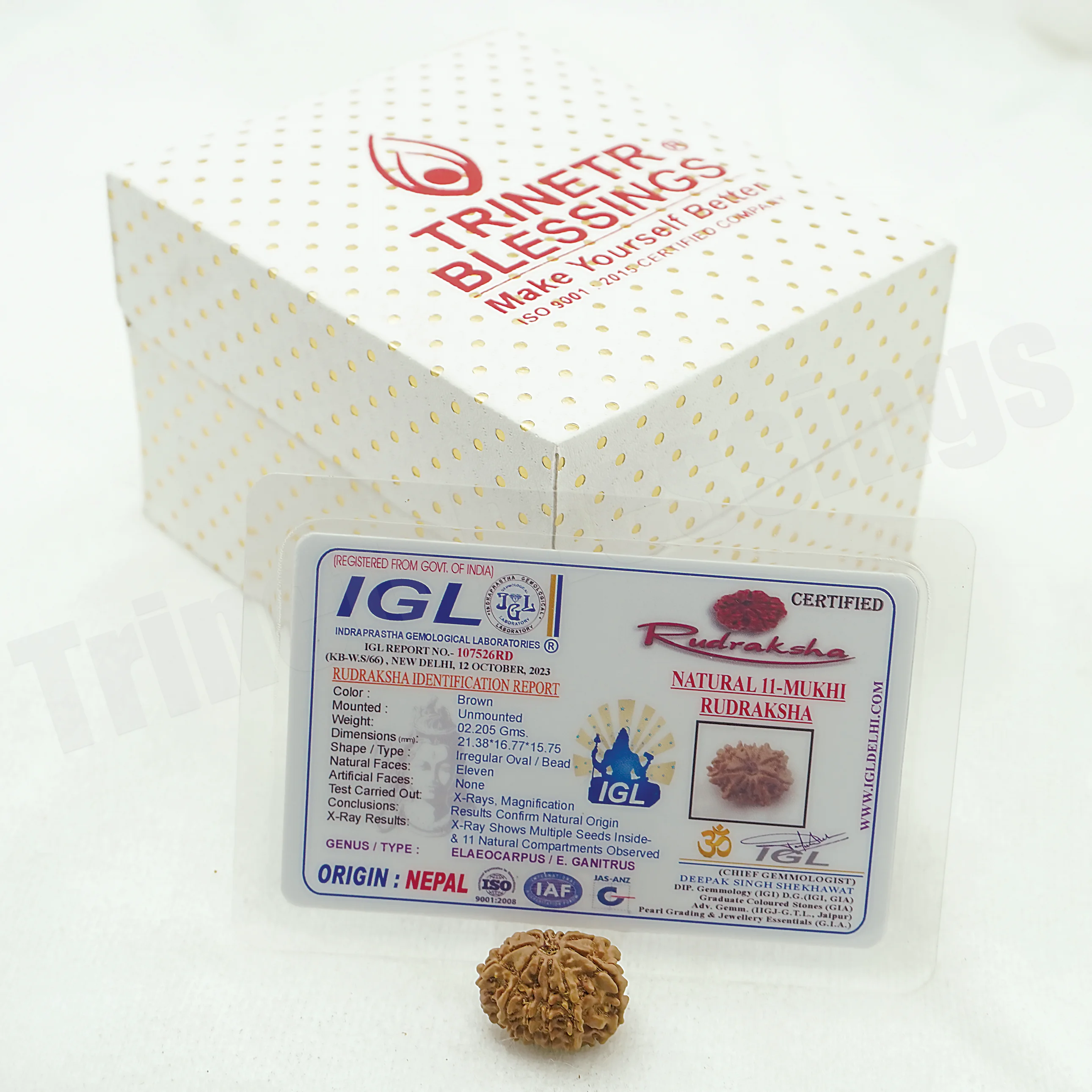Eleven Mukhi Rudraksha - Image 3