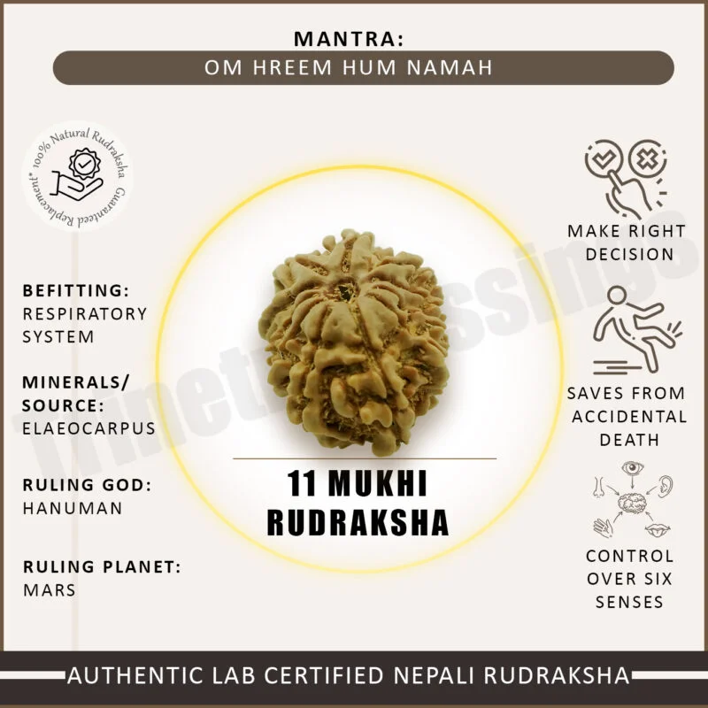 Eleven Mukhi Rudraksha