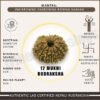 Twelve Mukhi Rudraksha