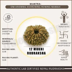 Twelve Mukhi Rudraksha