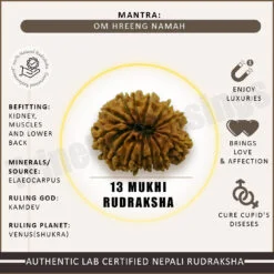 Thirteen Mukhi Rudraksha