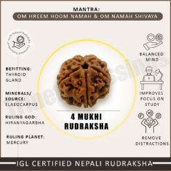 Four Mukhi Rudraksha