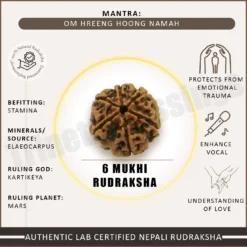 Six Mukhi Rudraksha
