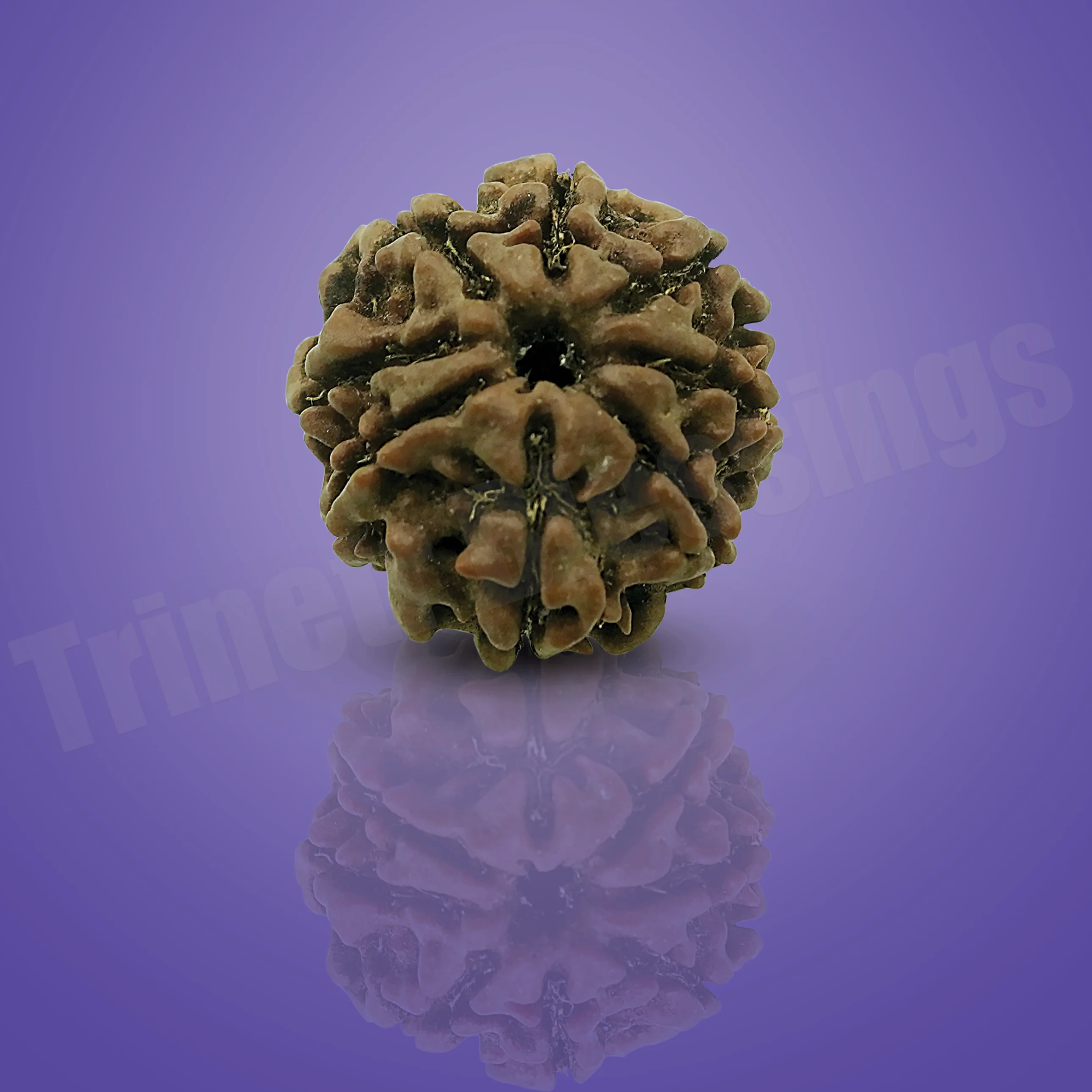 Eight Mukhi Rudraksha - Image 2