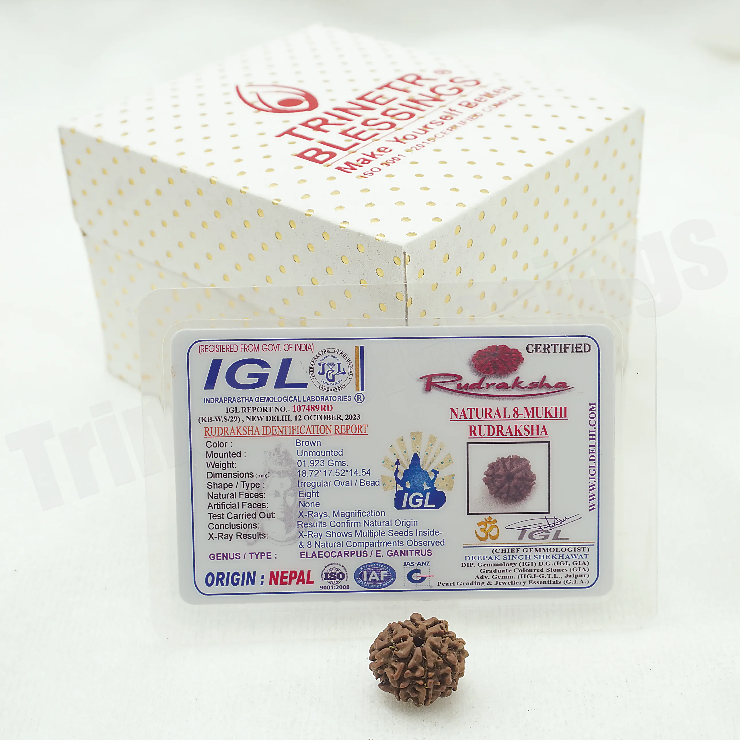 Eight Mukhi Rudraksha - Image 3