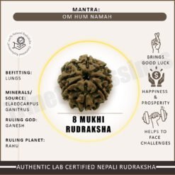 Eight Mukhi Rudraksha