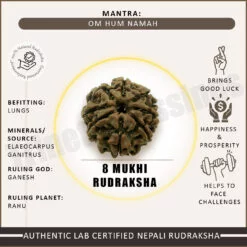 Eight Mukhi Rudraksha