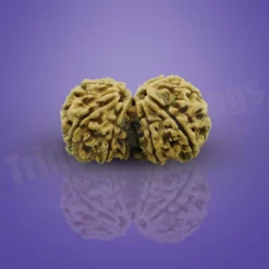 Alternative view of Gauri Shankar Rudraksha