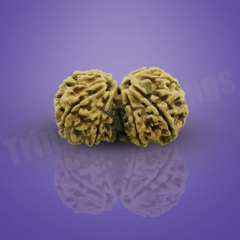 Gauri Shankar Rudraksha - Image 2
