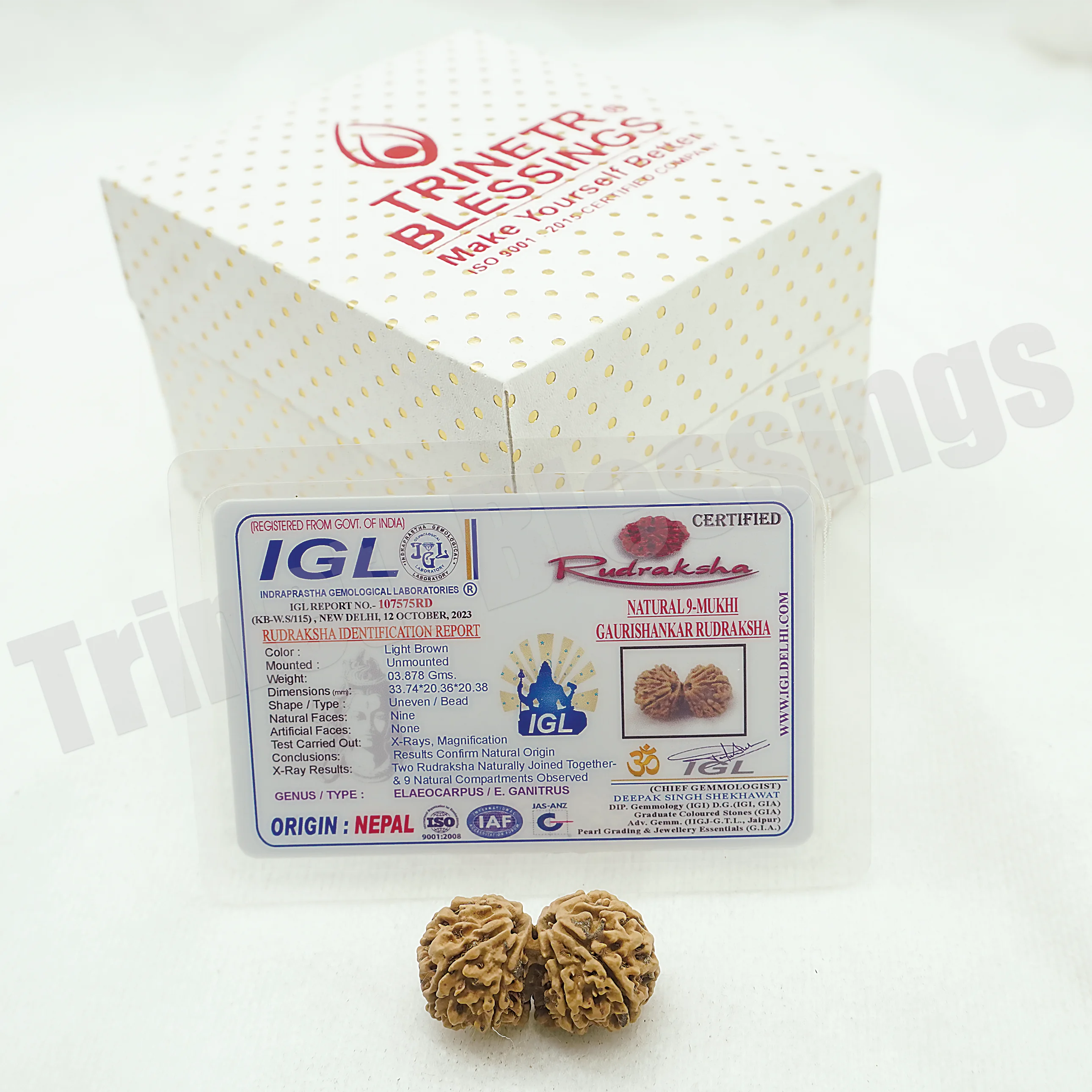 Gauri Shankar Rudraksha - Image 3
