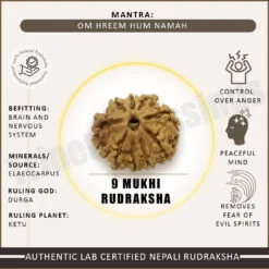 Nine Mukhi Rudraksha