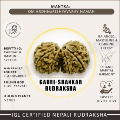 Gauri Shankar Rudraksha