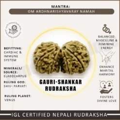 Gauri Shankar Rudraksha