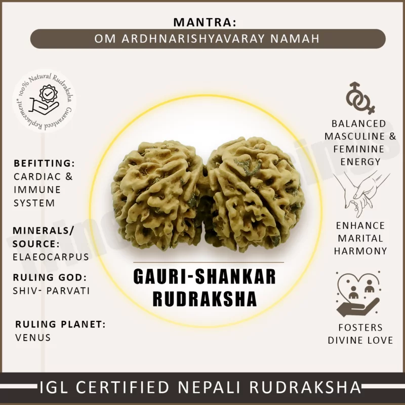 Gauri Shankar Rudraksha